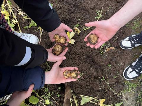 Students harvesting potatoes